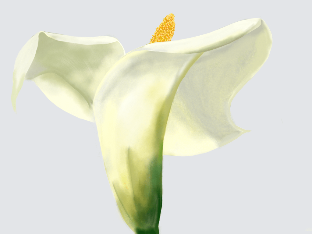 The Arabesque in a Calla&nbsp;Lily